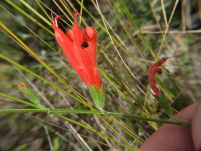 Salvia oppositiflora, photographed by cstobie