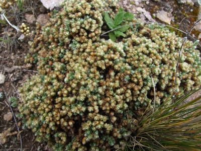 Paronychia andina, photographed by cstobie