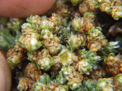 Paronychia andina, photographed by cstobie