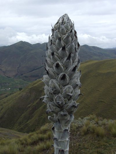 Puya weberbaueri, photographed by cstobie