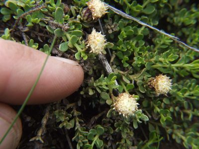 Baccharis caespitosa, photographed by cstobie