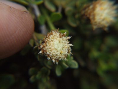 Baccharis caespitosa, photographed by cstobie