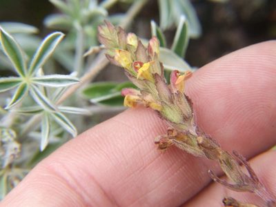 Neobartsia thiantha, photographed by cstobie