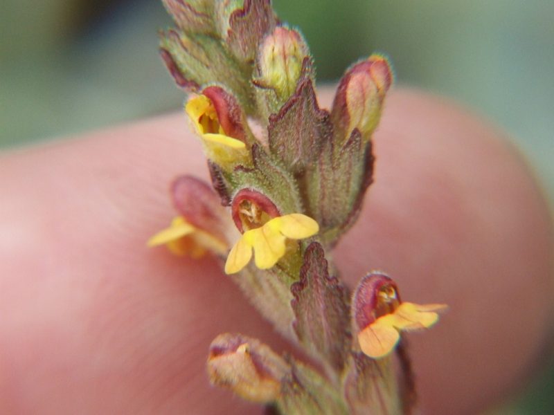 Neobartsia thiantha, photographed by cstobie