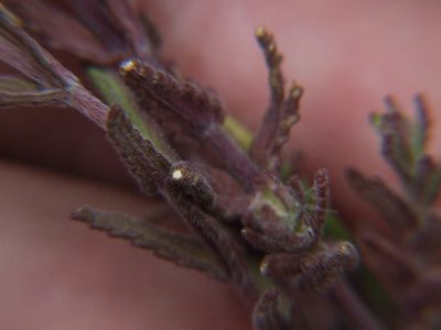 Neobartsia thiantha, photographed by cstobie