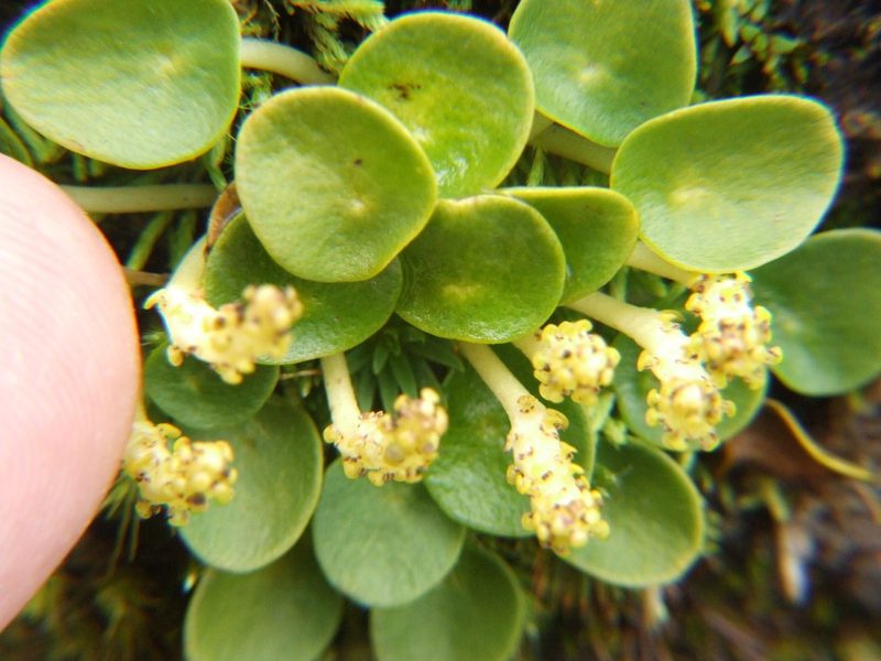 Peperomia parvifolia, photographed by cstobie