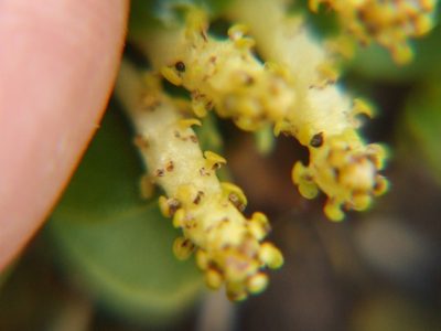 Peperomia parvifolia, photographed by cstobie