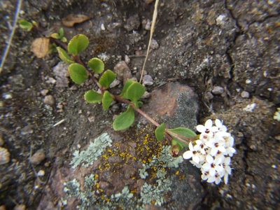 Stevia mandonii, photographed by cstobie