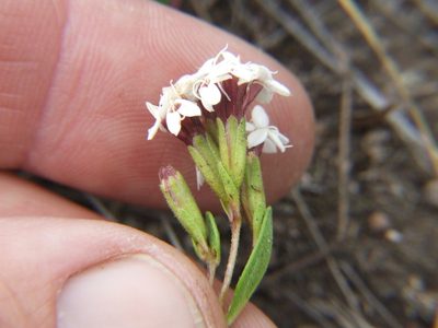 Stevia mandonii, photographed by cstobie