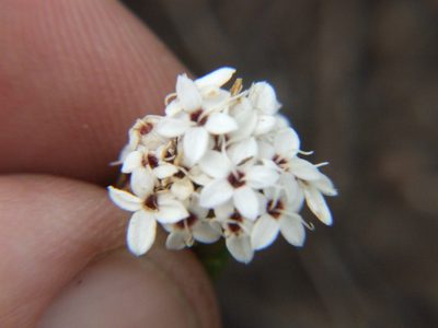 Stevia mandonii, photographed by cstobie