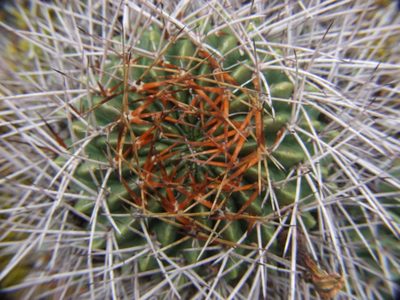 Lobivia maximiliana, photographed by cstobie