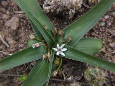 Oziroe acaulis, photographed by cstobie
