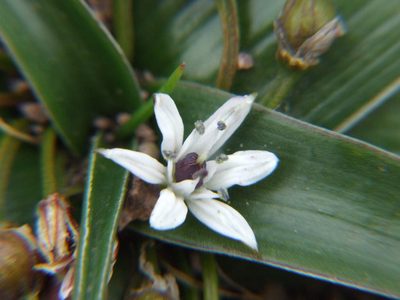 Oziroe acaulis, photographed by cstobie