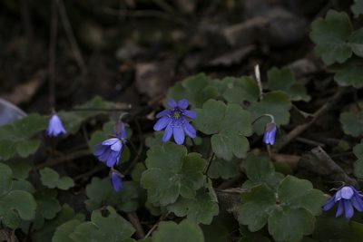 Hepatica transsilvanica, photographed by Conrad Altmann