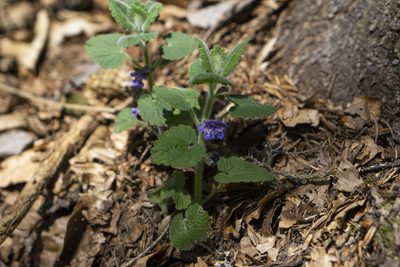 Glechoma hirsuta, photographed by Conrad Altmann