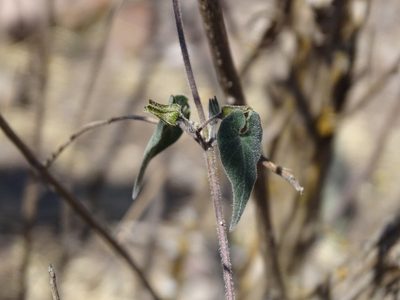 Chthamalia schaffneri, photographed by Alexis López Hernández