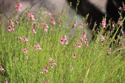 Diascia integerrima, photographed by Tony Rebelo
