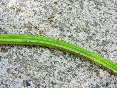 Selenicereus inermis, photographed by amantedarmanin