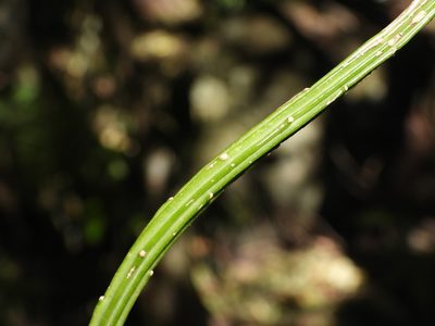 Selenicereus inermis, photographed by amantedarmanin