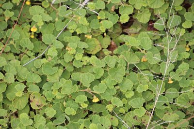 Hermannia malvifolia, photographed by Tony Rebelo