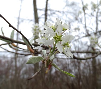 Amelanchier canadensis