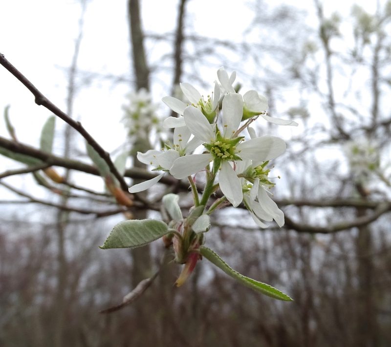Amelanchier canadensis, photographed by Sandra Keller