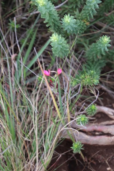 Hesperantha scopulosa, photographed by Tony Rebelo
