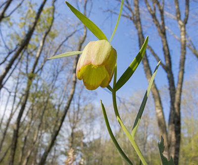 Fritillaria pontica, photographed by katunchik