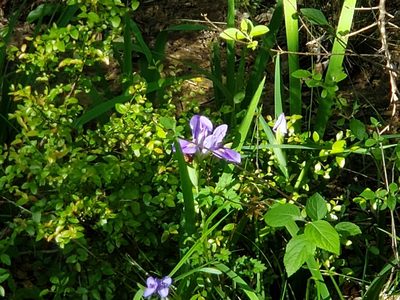 Iris giganticaerulea, photographed by Tyler Bishop