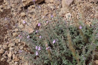 Jamesbrittenia pristisepala, photographed by Tony Rebelo