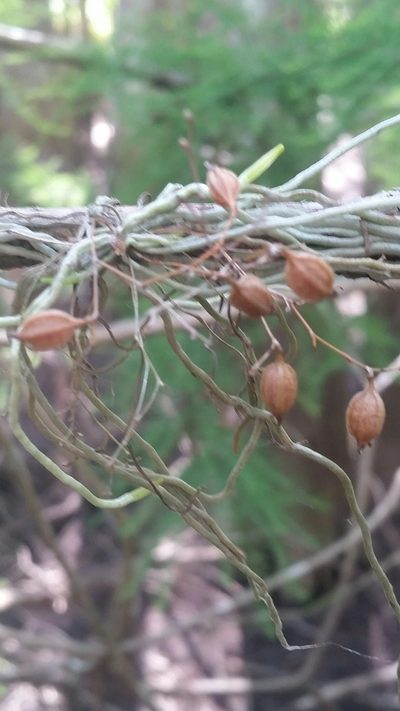 Dendrophylax porrectus, photographed by Jay Horn