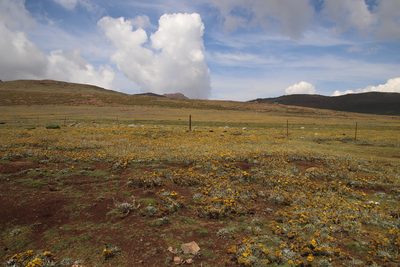 Helichrysum subglomeratum, photographed by Tony Rebelo