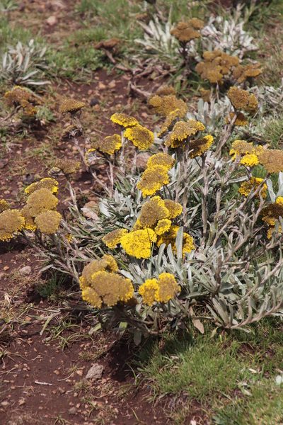 Helichrysum subglomeratum, photographed by Tony Rebelo