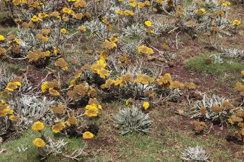 Helichrysum subglomeratum, photographed by Tony Rebelo