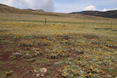Helichrysum subglomeratum, photographed by Tony Rebelo