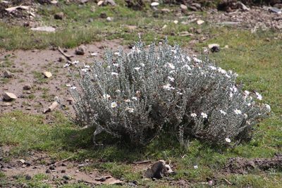 Eumorphia sericea, photographed by Tony Rebelo