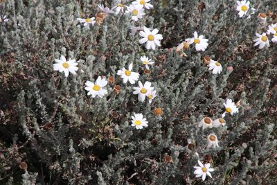 Eumorphia sericea, photographed by Tony Rebelo