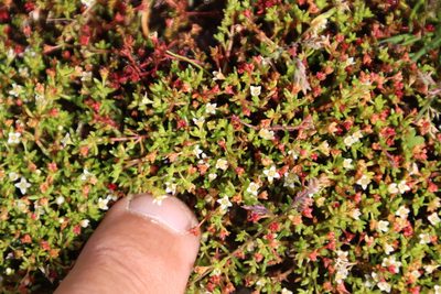 Crassula gemmifera, photographed by Tony Rebelo