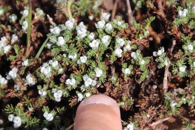 Senecio seminiveus, photographed by Tony Rebelo