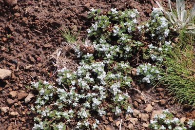 Senecio seminiveus, photographed by Tony Rebelo