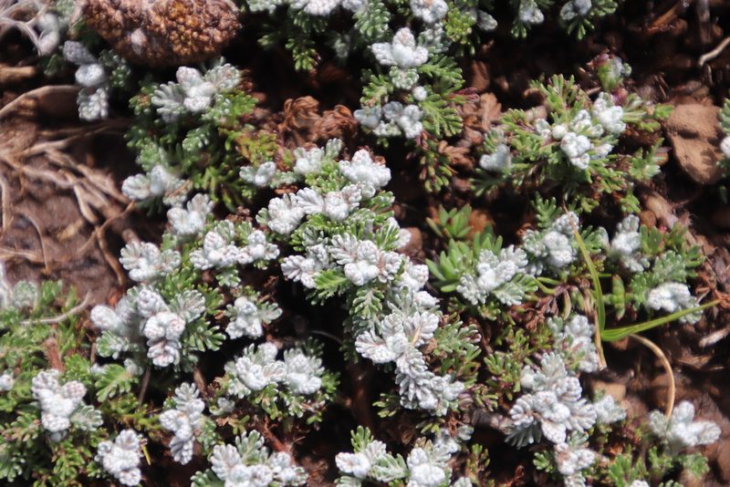Senecio seminiveus, photographed by Tony Rebelo