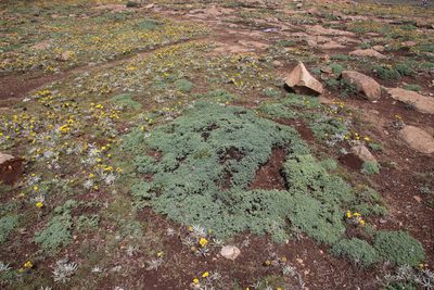 Euryops decumbens, photographed by Tony Rebelo
