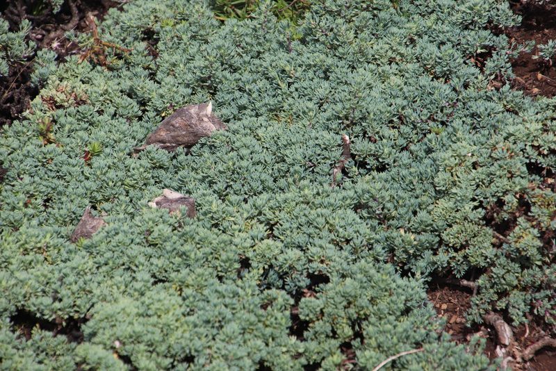 Euryops decumbens, photographed by Tony Rebelo
