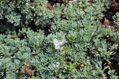 Euryops decumbens, photographed by Tony Rebelo
