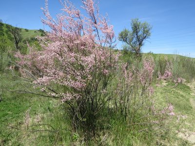 Tamarix parviflora, photographed by Garth Harwood