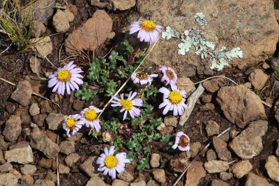 Afroaster erucifolius, photographed by Tony Rebelo