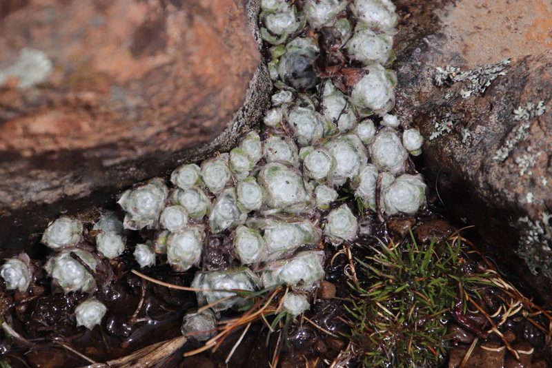 Helichrysum milfordiae, photographed by Tony Rebelo