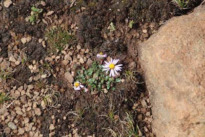 Afroaster erucifolius, photographed by Tony Rebelo