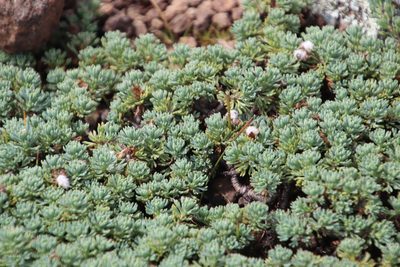 Euryops decumbens, photographed by Tony Rebelo
