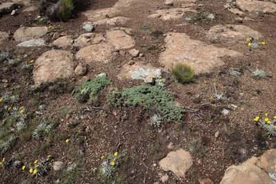 Euryops decumbens, photographed by Tony Rebelo